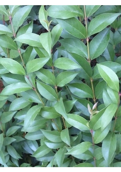 Kurtbağı Fidanı Ligustrum Japonicum 40 60 cm Saksıda 100 Adet