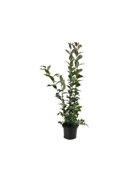 Kurtbağı Fidanı Ligustrum Japonicum 40 60 cm Saksıda 100 Adet