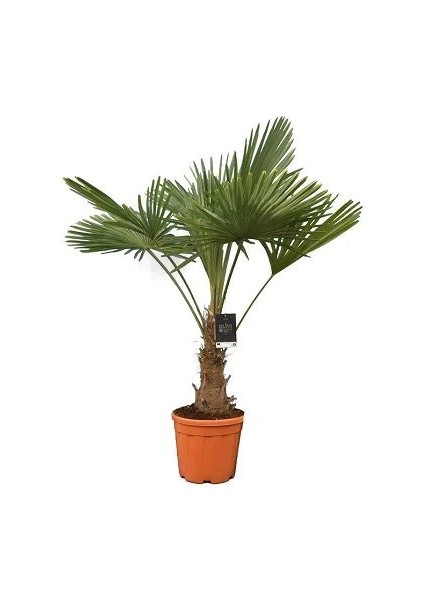Palmiye Ağacı Tüylü Palmiye Chamaerops Excelsa 80 cm Saksıda