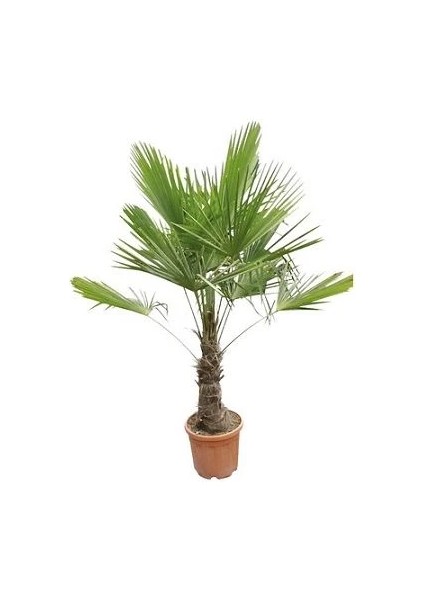 Palmiye Ağacı Tüylü Palmiye Chamaerops Excelsa 80 cm Saksıda