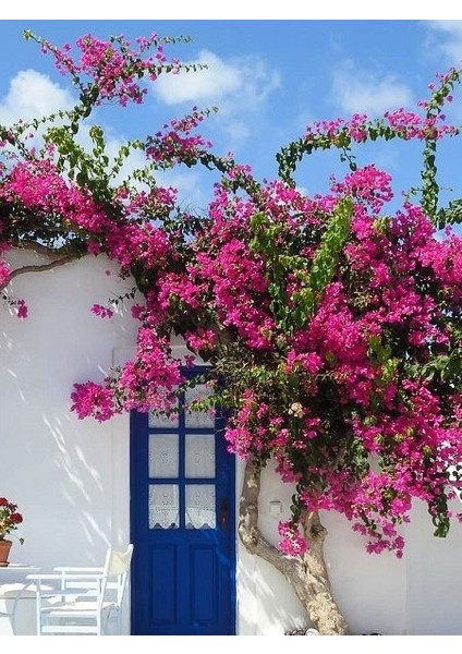 Begonvil Fidanı Pembe Bougainvillea Buttiana Pink 120 cm Büyük Yaş Saksıda