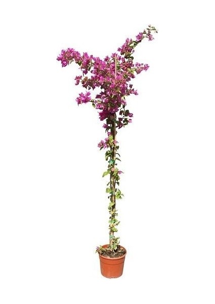 Begonvil Fidanı Pembe Bougainvillea Buttiana Pink 120 cm Büyük Yaş Saksıda fiyatları