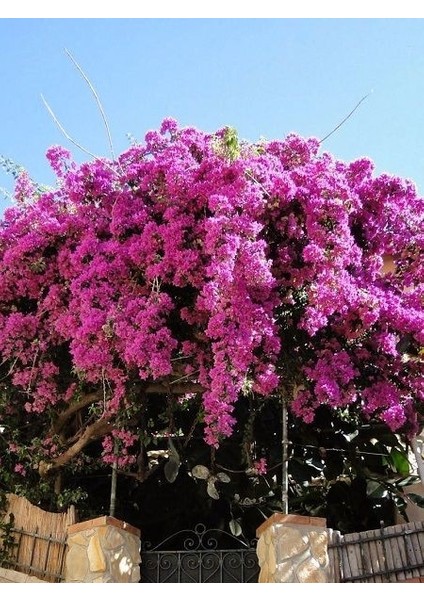 Begonvil Fidanı Pembe Bougainvillea Buttiana Pink 120 cm Büyük Yaş Saksıda modelleri