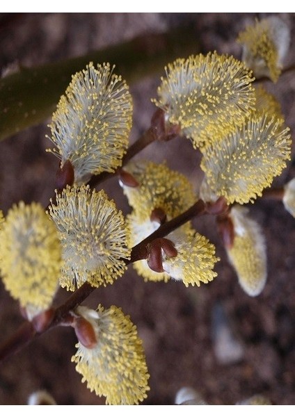 Keçi Söğüdü Salix Caprea 120 cm Saksıda