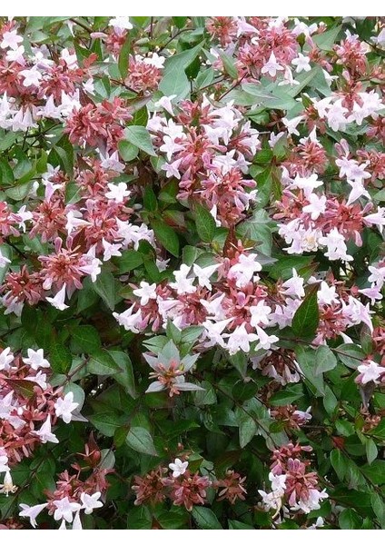 Güzellik Çalısı Fidanı Abelia Grandiflora 30 40 cm Saksıda