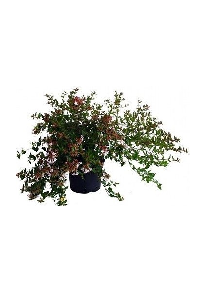 Güzellik Çalısı Fidanı Abelia Grandiflora 30 40 cm Saksıda