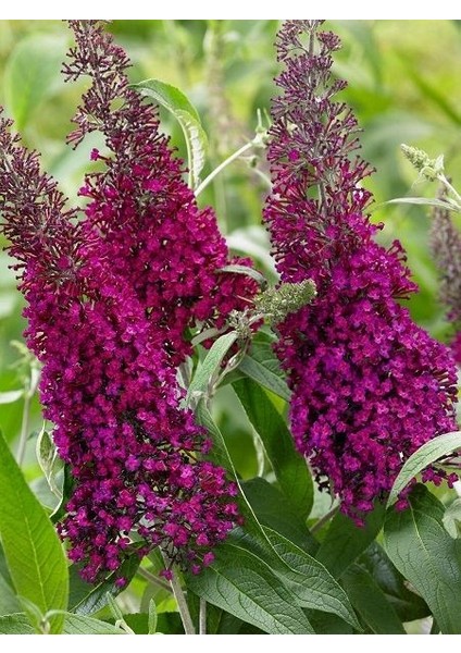 Mor Kelebek Çalısı Buddleja Davidii Lonplum 60 80 cm Ithal Saksıda