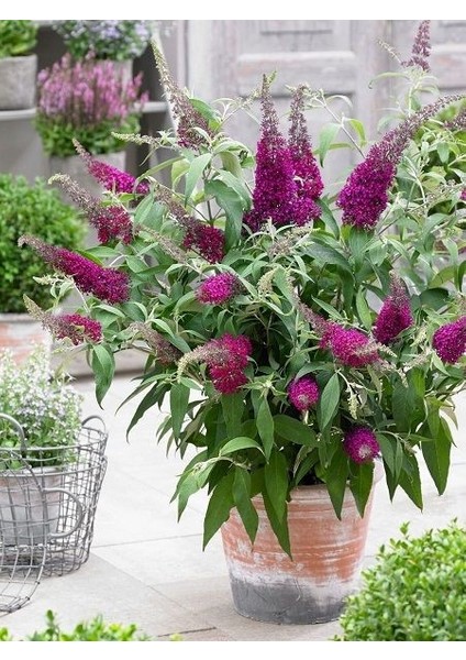 Mor Kelebek Çalısı Buddleja Davidii Lonplum 60 80 cm Ithal Saksıda