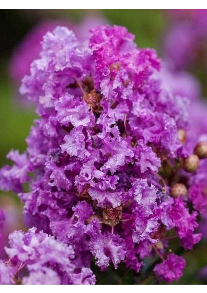 Oya Ağacı Mor Çiçekli Lagerstroemia Indica Purple Magic 120 cm Saksıda