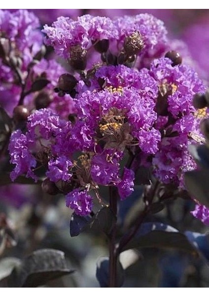 Oya Ağacı Mor Çiçekli Lagerstroemia Indica Purple Magic 120 cm Saksıda