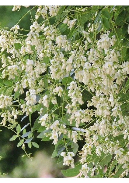 Japon Sofora Ağacı Macar Akasyası Sophora Japonica 60 80 cm Saksıda