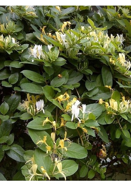 Hanımeli Fidanı Kokulu Lonicera Caprifolium 80 cm
