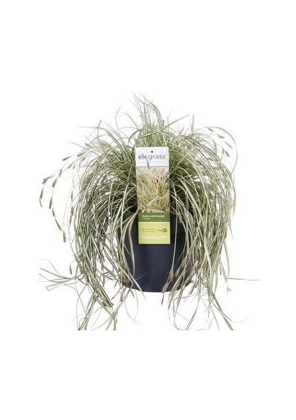 Kareks Bitkisi Carex Hachijoensis Evergold Ithal Saksıda