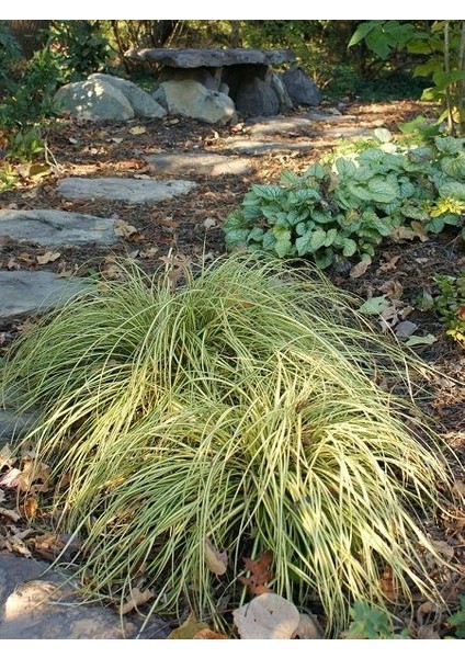 Kareks Bitkisi Carex Hachijoensis Evergold Ithal Saksıda fiyatları