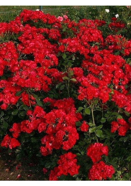 Kırmızı Peyzaj Gülü Fidanı Rosa La Sevillana Saksıda