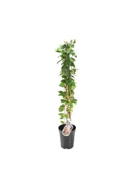 Kokulu Hanımeli Fidanı Lonicera Japonica Halliana 120 cm Saksıda fiyatları
