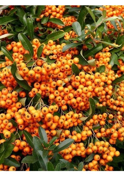 Turuncu Bodur Ateş Dikeni Fidanı Pyracantha Orange Charmer Saksıda Büyük Yaş