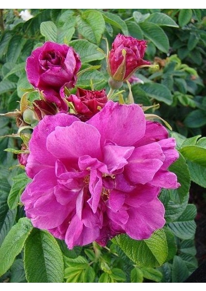 Kuşburnu Gülü Yoğun Kokulu Rosa Rugosa Roseraie 20 30 cm Saksıda