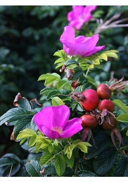 Kuşburnu Gülü Yoğun Kokulu Rosa Rugosa Roseraie 20 30 cm Saksıda