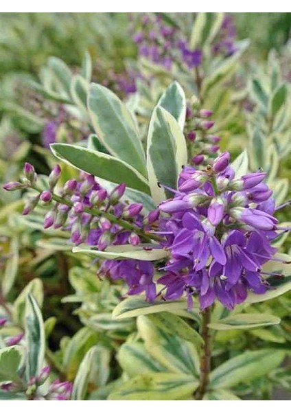 Yavşan Otu Alacalı Mor Çiçekli Hebe Andersonii 20 40 cm Saksıda