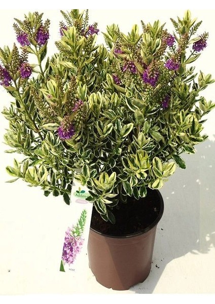 Yavşan Otu Alacalı Mor Çiçekli Hebe Andersonii 20 40 cm Saksıda fiyatları
