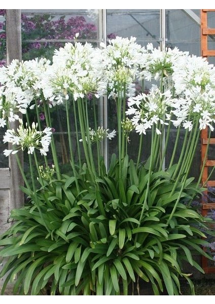Beyaz Afrika Zambağı Beyaz Sevgi Çiçeği Agapanthus Umbellatus Alba Saksıda