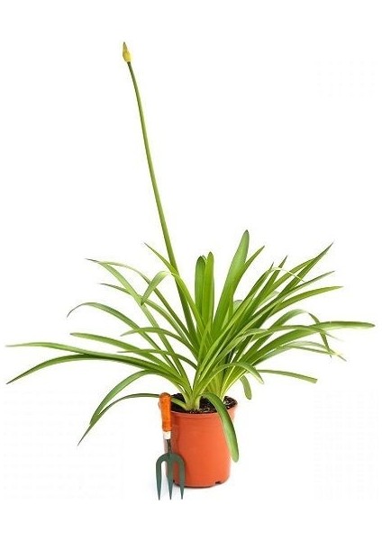 Beyaz Afrika Zambağı Beyaz Sevgi Çiçeği Agapanthus Umbellatus Alba Saksıda fiyatları