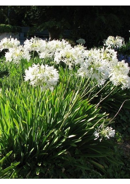 Beyaz Afrika Zambağı Beyaz Sevgi Çiçeği Agapanthus Umbellatus Alba Saksıda modelleri