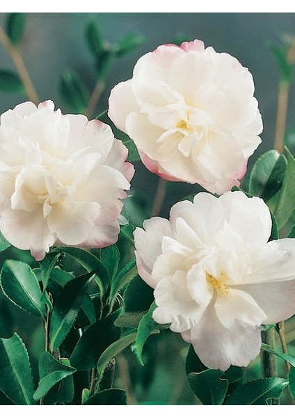 Camellia Sasanqua Pure Silk 60 80 cm Saksıda