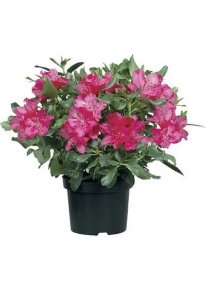 Açelya Fidanı Azalea Japonica Saksıda