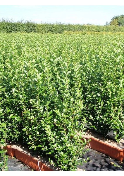 Kurtbağı Fidanı Ligustrum Japonicum 80 100 cm Saksıda fiyatları