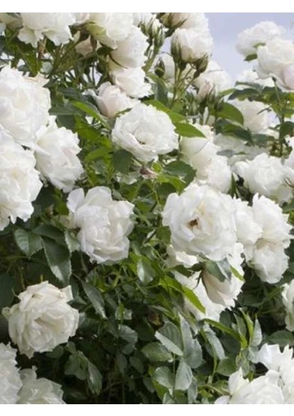 Beyaz Meilland Gül Fidanı Rosa White Meidiland Saksıda