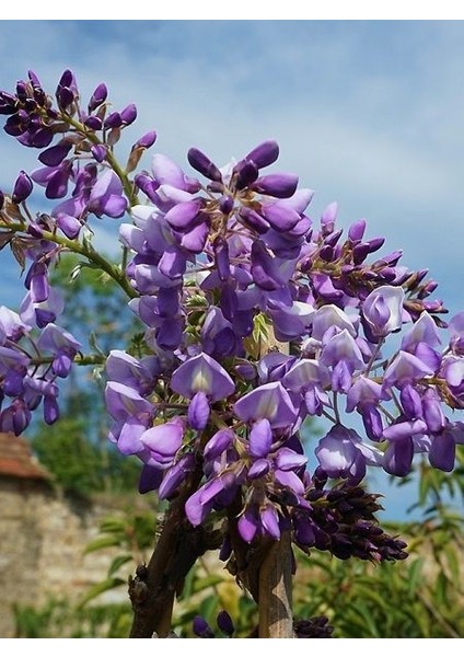 Mor Salkım Kısa Salkımlı Wisteria Brachybotrys Iko Yama Fuji Ithal 150 cm