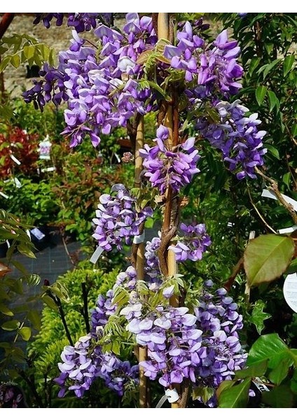 Mor Salkım Kısa Salkımlı Wisteria Brachybotrys Iko Yama Fuji Ithal 150 cm fiyatları