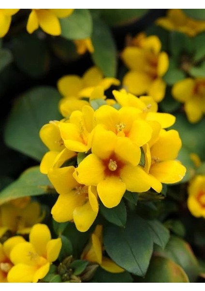 Altın Küre Çiçeği Lysimachia Procumbens Askılı Saksıda