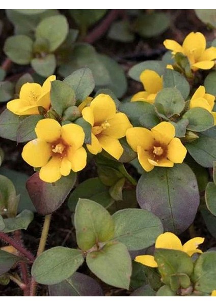 Altın Küre Çiçeği Lysimachia Procumbens Askılı Saksıda