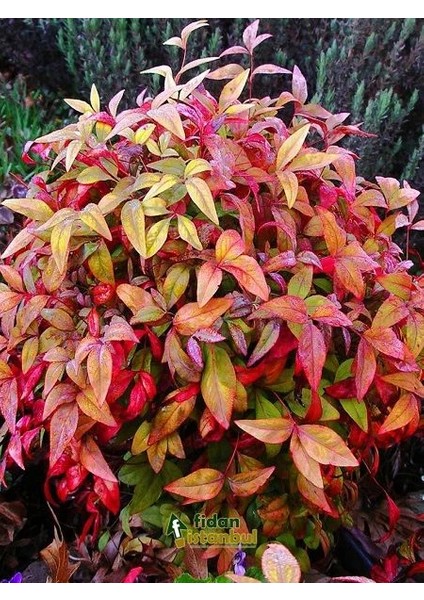 Bodur Cennet Bambusu Nandina Domestica Firepower Büyük Yaş Saksıda