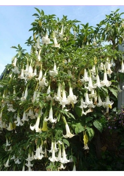 Beyaz Melek Borusu Brugmansia Arborea Alba 20 40 cm Saksıda