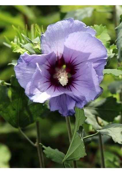 Ağaç Hatmi Lila Çiçekli Hibiscus Syriacus Oiseau Bleu 20 40 cm