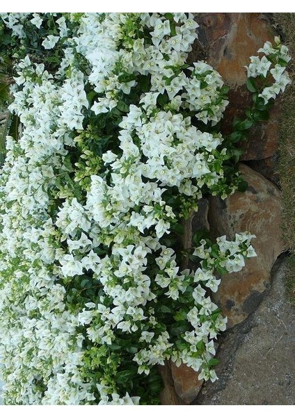 Begonvil Fidanı Beyaz Bougainvillea Buttiana Jamaica White 100 120 cm Saksıda