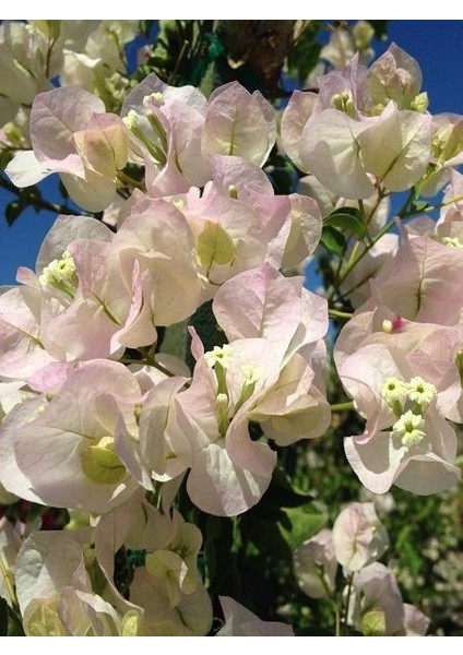 Begonvil Fidanı Beyaz Bougainvillea Buttiana Jamaica White 100 120 cm Saksıda fiyatları
