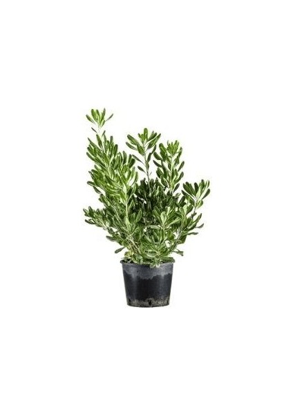 Soylu Yıldız Çalısı Pittosporum Tobira 60 80 cm Saksıda