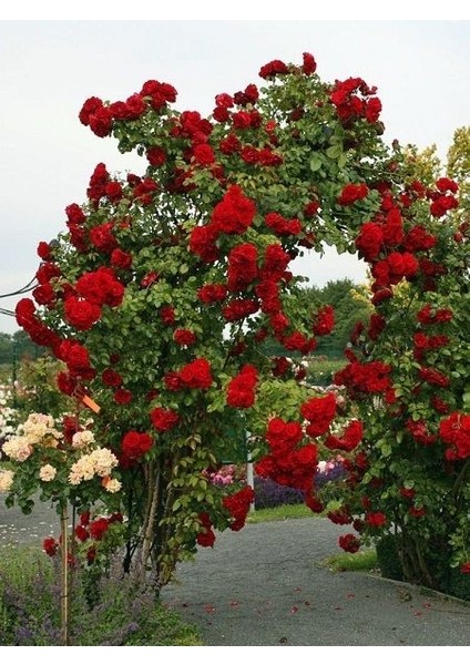 Sarmaşık Gül Fidanı Kırmızı Rosa Rampicanti Red 60 cm Saksıda