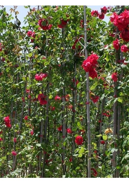 Sarmaşık Gül Fidanı Kırmızı Rosa Rampicanti Red 60 cm Saksıda