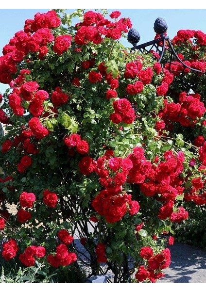 Sarmaşık Gül Fidanı Kırmızı Rosa Rampicanti Red 60 cm Saksıda