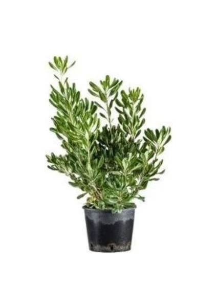 Boylu Yıldız Çalısı Pittosporum Tobira 20 40 cm Saksıda