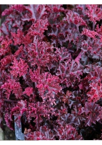 Bordo Mercan Çanı Çiçeği Heuchera Micrantha Melting Fire Saksıda