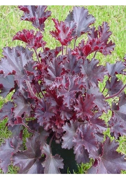 Bordo Mercan Çanı Çiçeği Heuchera Micrantha Melting Fire Saksıda