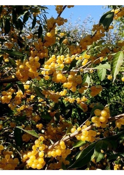 Sarı Güz Yemişi Elaeagnus Umbellata Fortunella 2 3 Yaş
