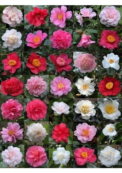 Kamelya Fidanı Camellia Japonica 20 40 cm Saksıda